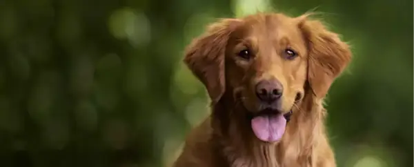 Czy golden retriever ma włosy czy sierść? Odkryj prawdę o jego futrze