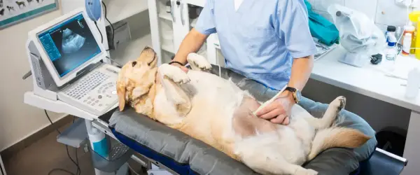 Farmakologiczne przerwanie ciąży u suki: koszt, procedura, ryzyko