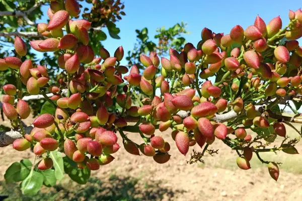 Gałąź pistacjowca oblepiona czerwono-zielonymi owocami, pokazująca, jak rosną pistacje.