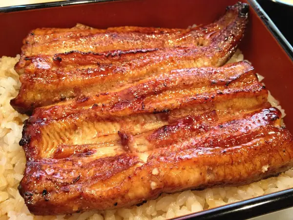Glistening grilled eel, a star of many eel recipes, served over fluffy white rice in a traditional Japanese bento box.