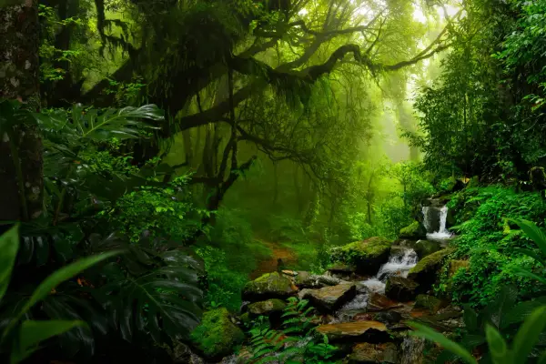 Amazonia - to nie tylko las. Poznaj jej sekrety i zaplanuj podróż!