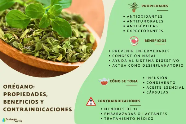 Orégano: sus propiedades antioxidantes, antitumorales y antisépticas, beneficios y contraindicaciones.