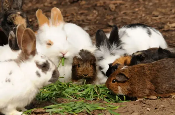 Eine Gruppe von Meerschweinchen und Kaninchen teilt sich genüsslich frisches Gras.