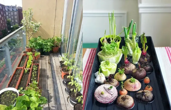 Un balcón lleno de vida con un huerto en casa. Verduras brotando en macetas y bandejas, listas para crecer.