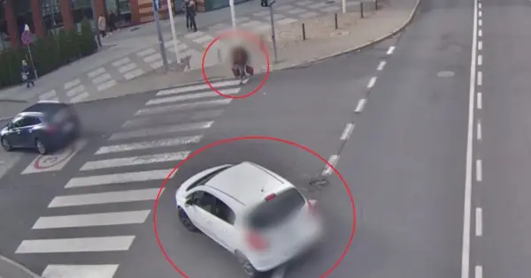 Biały samochód prawie potrącił pieszego na pasach. Kierowca popełnił rażące nieustąpienie pierwszeństwa pieszemu.