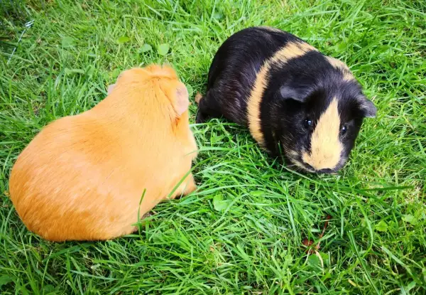 Zwei Meerschweinchen, eines orange und eines schwarz-gelb gestreift, genießen das Gras.