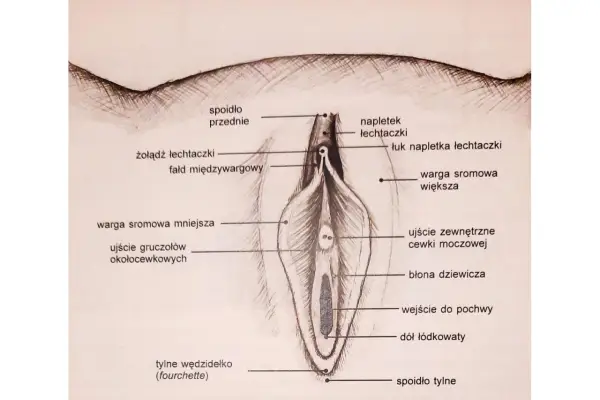 Ilustracja anatomiczna żeńskich narządów płciowych, z zaznaczonymi elementami takimi jak łechtaczka, wargi sromowe i błona dziewicza. Może być pomocna przy omawianiu zabiegu frenuloplastyka.