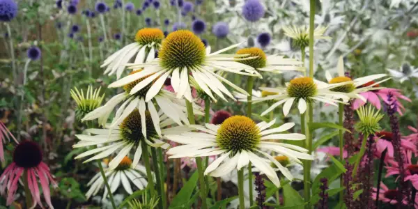 Vita solhattar blommar i en rabatt med blå klotrundlar, en motsats till perenn som ger liv och färg.