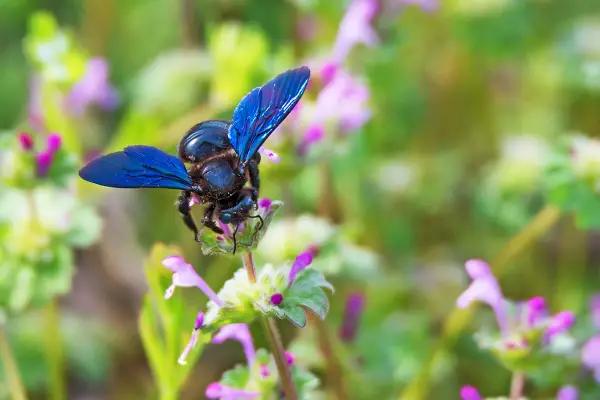 Une abeille charpentière aux ailes bleues métalliques butine une petite fleur rose et verte.