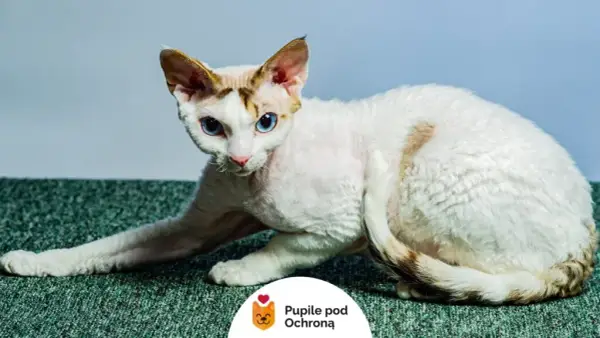 Biały Devon Rex: piękny kot o wyjątkowym charakterze i pielęgnacji