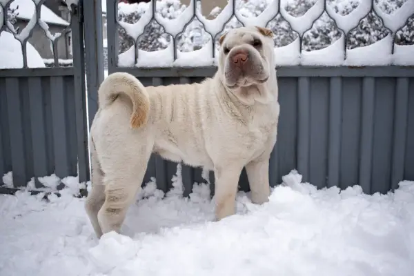 Jasny shar pei długowłosy stoi w śniegu przed metalową bramą.