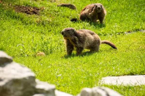 Mini zoo w Zakopanem to raj dla dzieci i dorosłych. Powody do wizyty