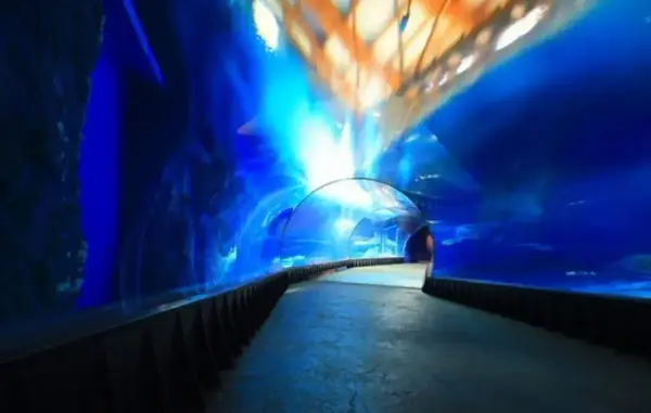 Podwodny tunel w Oceanarium Kołobrzeg. Wspaniałe wrażenia, które potwierdzają pozytywne oceanarium kołobrzeg opinie.