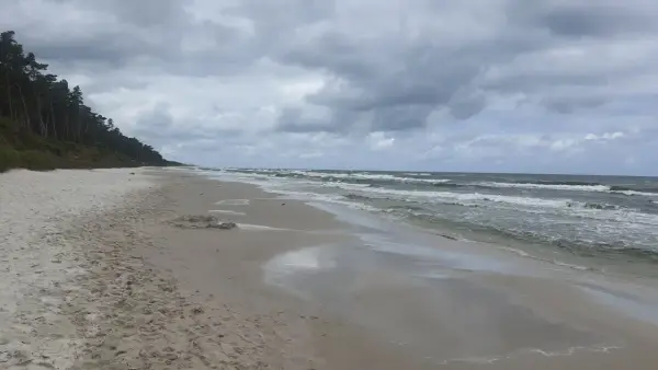 Plaża nad Bałtykiem z sosnowym lasem w tle. Fale rozbijają się o brzeg. Średnie zasolenie Bałtyku to ok. 7-8 promili.