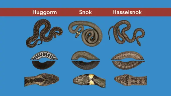 Huggorm, snok och hasselsnok – tre vanliga ormar i Sverige. Bilden visar deras utseenden och mönster.