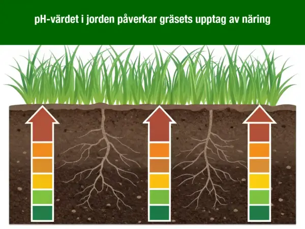 Gräsrötter som växer i sur jord. Pilarna visar hur pH-värdet påverkar näringsupptaget.