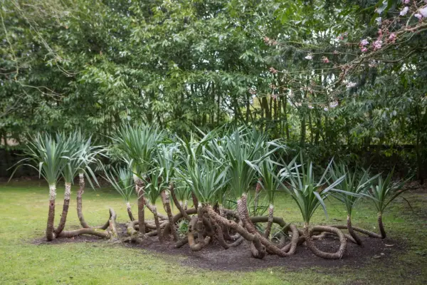 Un groupe de yucca plante extérieur aux troncs entrelacés sur une pelouse verte, avec des arbres luxuriants en arrière-plan.