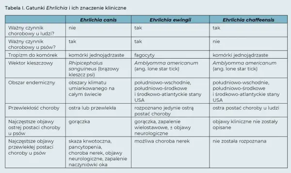 Pies dziwnie się zachowuje? To może być erlichioza neurologiczna
