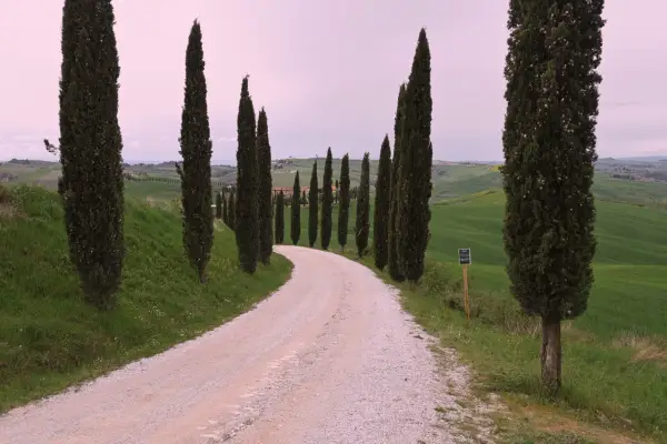 Strada dei cipressi in Val d'Orcia, un sentiero sterrato serpeggia tra dolci colline verdi, fiancheggiato da alti cipressi.
