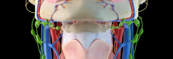 Anatomia szyi: widoczne naczynia krwionośne, limfatyczne i mięśnie gnykowe.