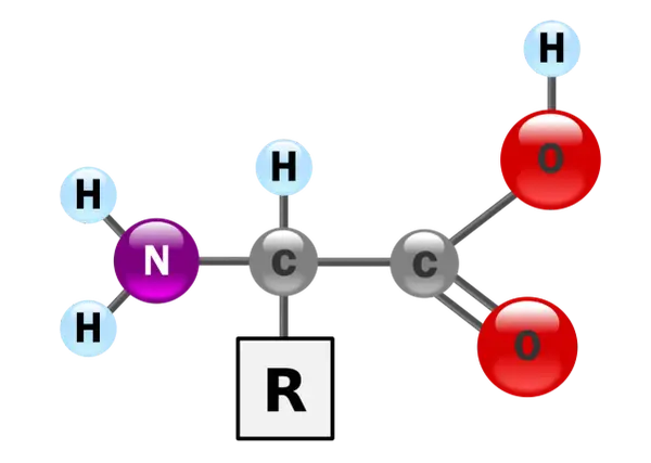 Strukturformel einer alpha Aminosäure mit Aminogruppe (N, H), Carboxylgruppe (C, O) und variablem Rest (R).