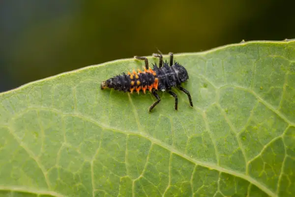 A spiky, black and orange asian beetle larvae crawls across a vibrant green leaf, its tiny legs gripping the surface.