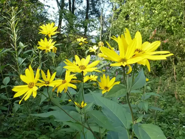 Sonnenblumenähnliche Blüten, die leicht mit Topinambur verwechselt werden können.