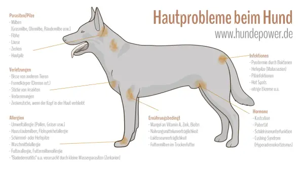 Hautprobleme beim Hund: Juckreiz durch Parasiten, Infektionen, Allergien, Verletzungen, Ernährung oder Hormone.