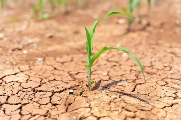 Piantina di mais su terreno arido e screpolato, simbolo della lotta per la sopravvivenza in agricoltura.