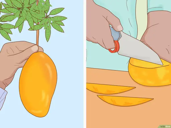 Mano recogiendo un mango maduro de un árbol. Otra mano corta un mango en rodajas para disfrutar. ¡Un delicioso paso para plantar mango!