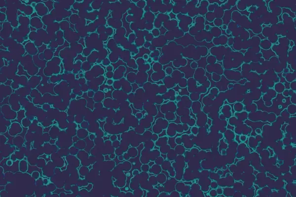 Struttura cellulare di Citrobacter koseri, con forme tondeggianti e irregolari che si aggregano in un pattern organico su sfondo scuro.