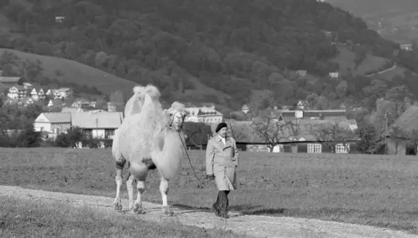 Jerzy Stuhr prowadzi wielbłąda przez wieś. Scena z dużego filmu Jerzego Stuhra.