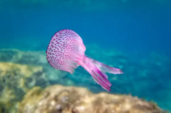 Una medusa rosa punteggiata fluttua nell'acqua blu, con tentacoli sottili che si estendono. Sembra quasi un mammifero marino per la sua grazia.