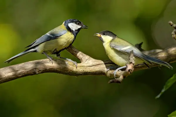 Deux oiseaux des jardins, mésanges charbonnières, se font face sur une branche.