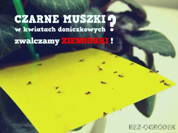Żółta pułapka na ziemiórki w doniczce, pełna czarnych muszek. Zwalczamy szkodniki w kwiatach!