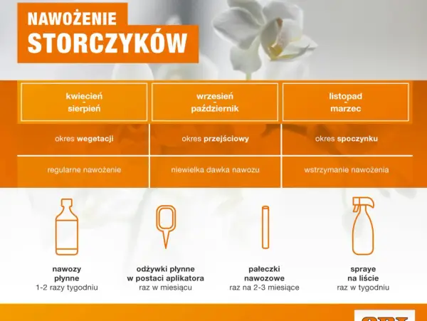 Tabela pokazuje, jak często podlewać storczyki w zależności od pory roku i fazy wzrostu. Odżywki płynne stosuj 1-2 razy tygodniu.