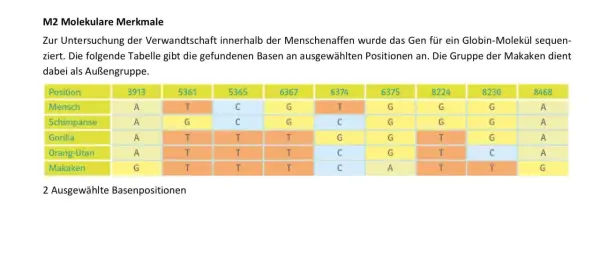 Tabelle zeigt DNA-Basen von Mensch, Schimpanse, Gorilla, Orang-Utan und Makaken. Hilft, ein Kladogramm zu erstellen.