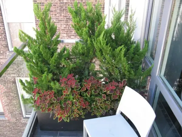 Jakie iglaki na balkon wybrać, aby uniknąć błędów w uprawie?
