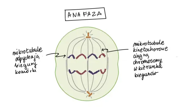 Liczba chromosomów po mitozie - Jak nie popełnić błędu w liczeniu?