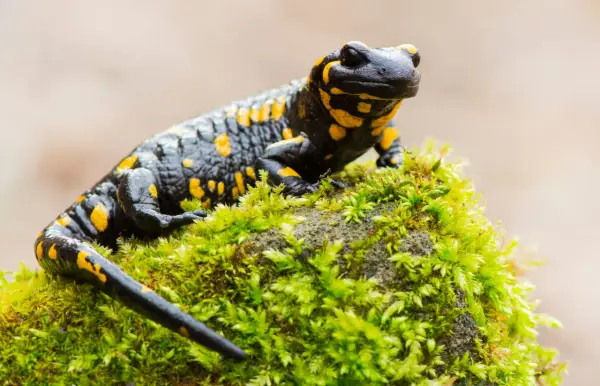 Czarny salamander plamisty z żółtymi cętkami, symbol Tatrzańskiego Parku Narodowego, siedzi na omszałym kamieniu.