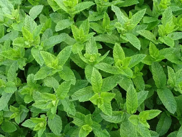 Mięta do Mojito: Pieprzowa czy Zielona? Wybierz mądrze!