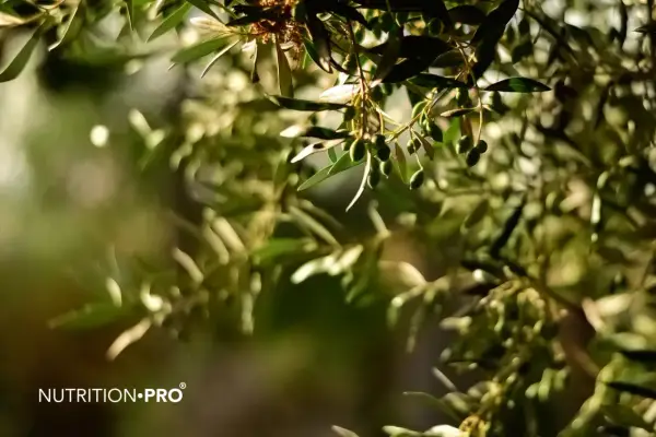 Des olives vertes sur une branche d'olivier, symbole de l'olivier bienfait et de la nature.