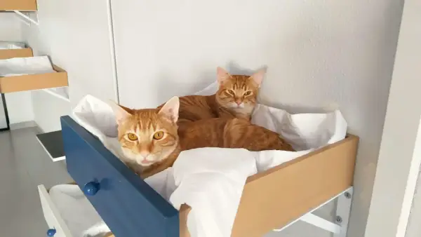 Dos gatos atigrados naranjas descansan en una cama improvisada. ¡Pura curiosidad gatuna!