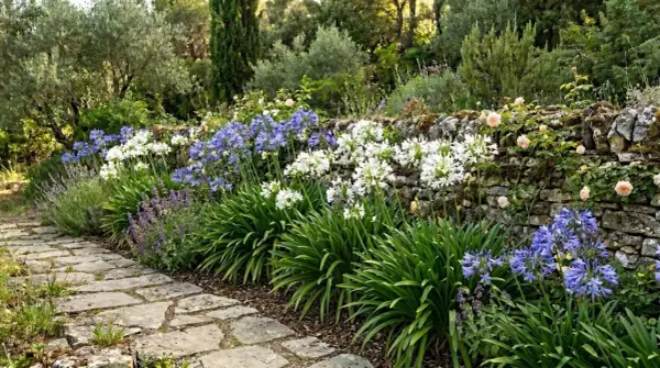Magnifique jardin avec une allée en pierre bordée d'agapanthes en pleine floraison, bleues et blanches, et de roses grimpantes sur un mur de pierres.