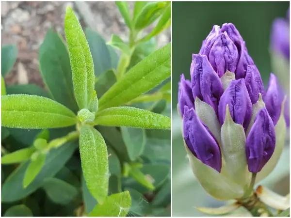 Zielony rododendron nie kwitnie, ale jego pąki zapowiadają fioletowe piękno.