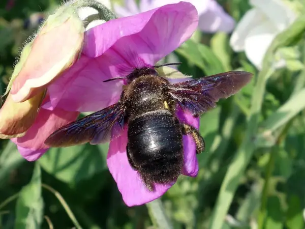 Grosse abeille charpentière sur une fleur rose. Bien que souvent inoffensives, leur taille peut impressionner et susciter un sentiment de danger.