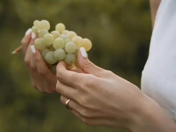 Manos con uñas blancas sostienen un racimo de uvas verdes, como si soñar con uvas fuera posible.
