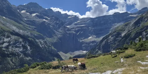 Krowy pasące się na zielonym zboczu w majestatycznym Cirque de Gavarnie. W tle widać potężne góry i wodospad.