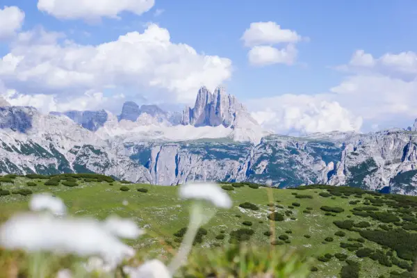 Un prato verde con specie da prato piazza si estende verso imponenti montagne rocciose sotto un cielo azzurro con nuvole bianche.
