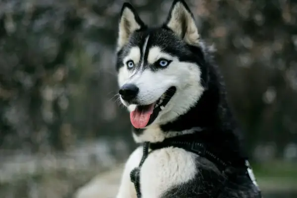 Ile dziennie je husky? Odkryj, jak karmić swojego psa prawidłowo